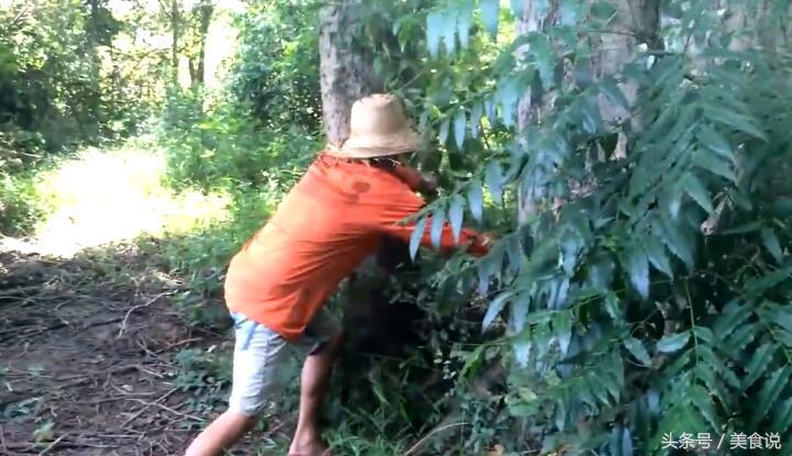 农村里的人是这样抓野鸡的,用细竹竿做陷阱很好用