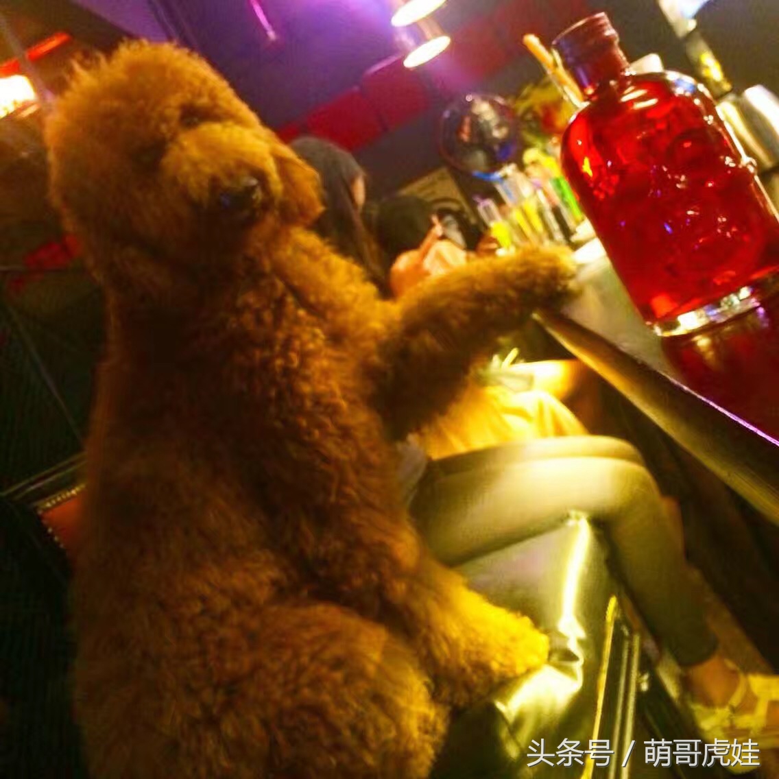 主人你不觉得我应该剪毛了么?你是打算把我养成古牧么?