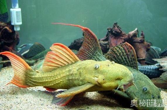 24k黄金达摩野生和人工的区别,24k黄金达摩真的有黄金吗