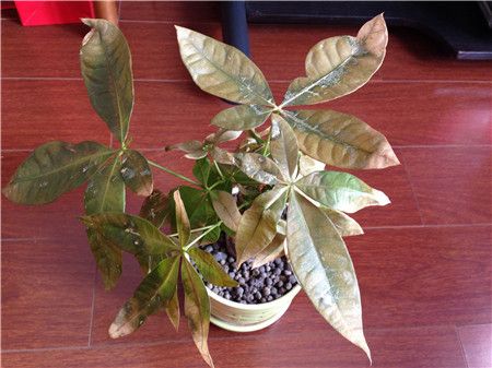 养花小窍门发财树叶子发黄怎么办,室内养的发财树叶子发黄怎么办