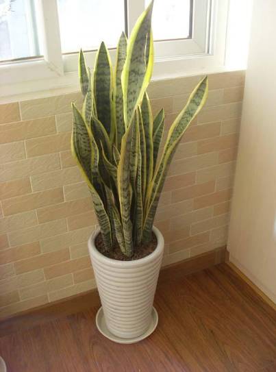 外出旅游家里的花没人浇水怎么办,出差家里花没人浇水怎么办