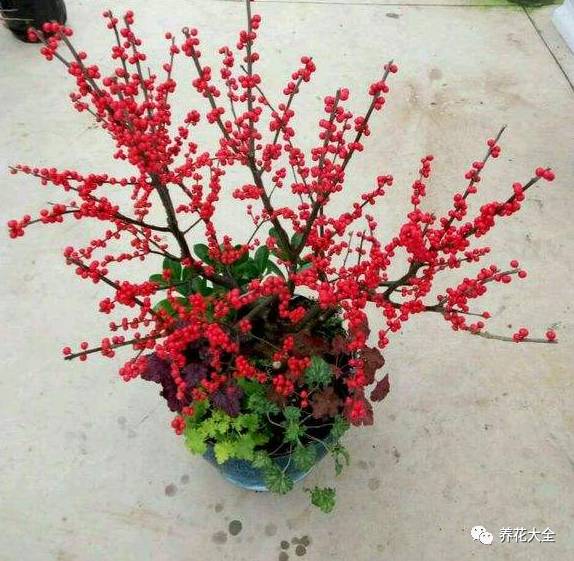 过年观赏花的盆栽,观果花卉盆栽大全