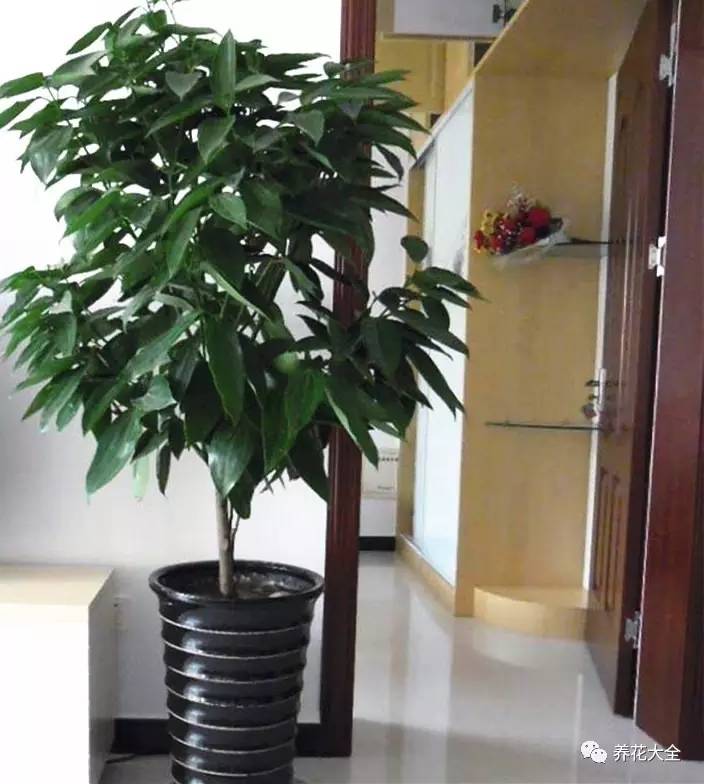 过年年宵花好卖吗,过年摆的年宵花有哪些