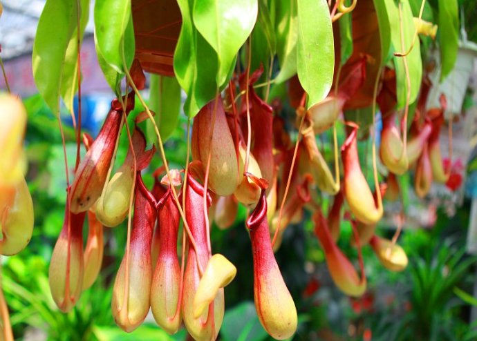 三大奇特植物，除了猪笼草，另外两个相信你没养过