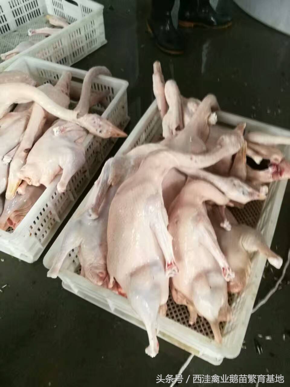 鹅肉的100种做法,关于鹅肉的美食有哪些