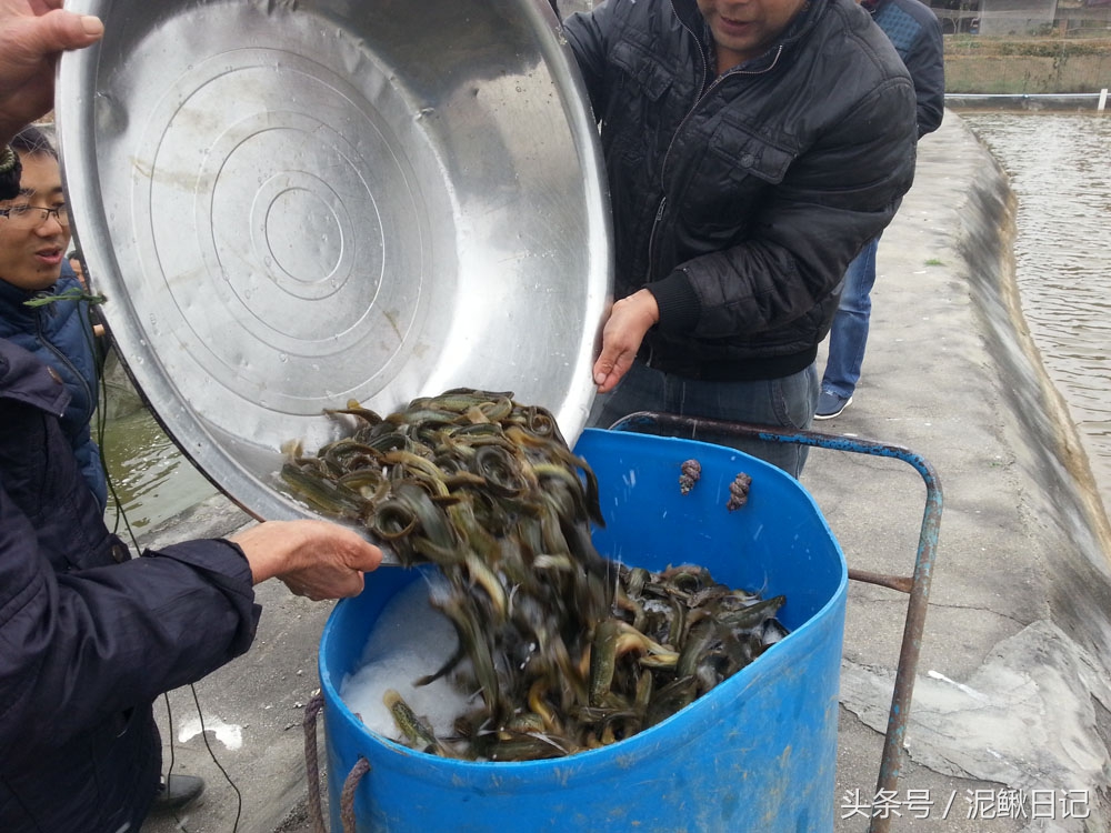 是谁伤了养殖户的心,养泥鳅达人道出原委