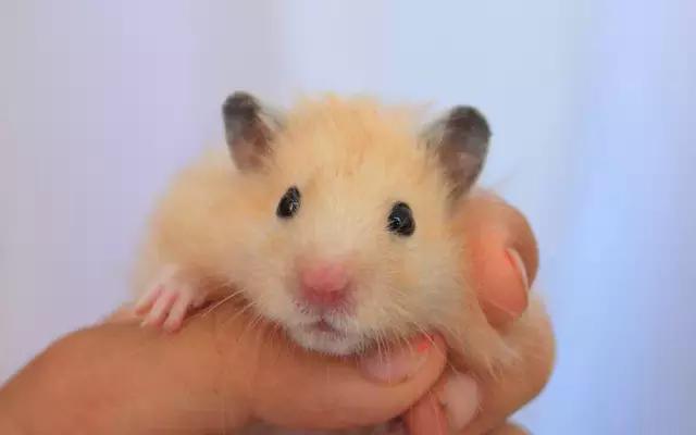 仓鼠咬人后死亡,奶茶仓鼠咬人吗