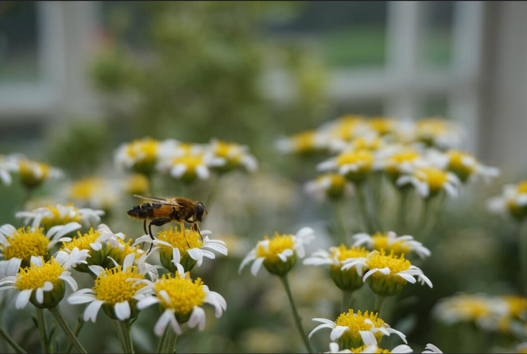 索尼微单哪款可与佳能m50比较,佳能500d与小蚁微单