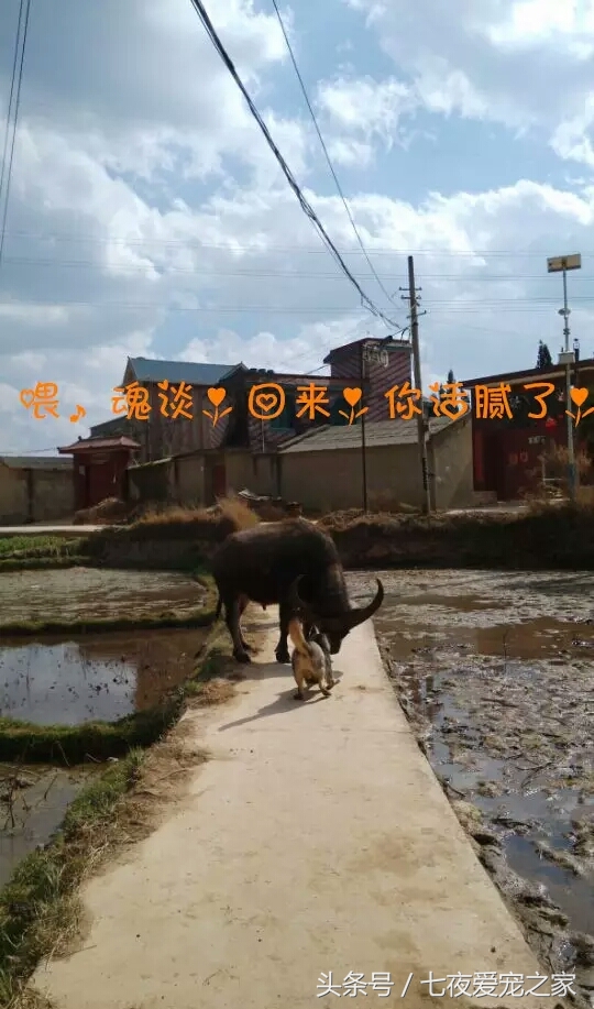 哈士奇在农村放养还是拴住,哈士奇不能养吗