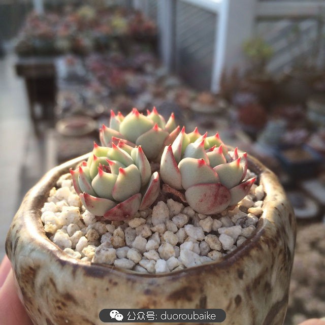 江浙沪多肉过冬,江浙沪一年四季露养的多肉