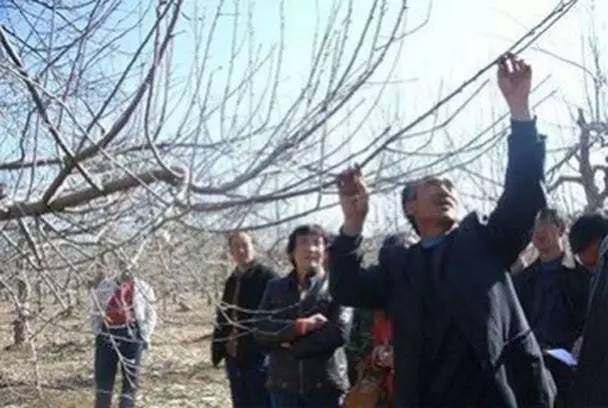 维纳斯苹果苦痘病为什么严重,苹果苦痘病症状及发生原因