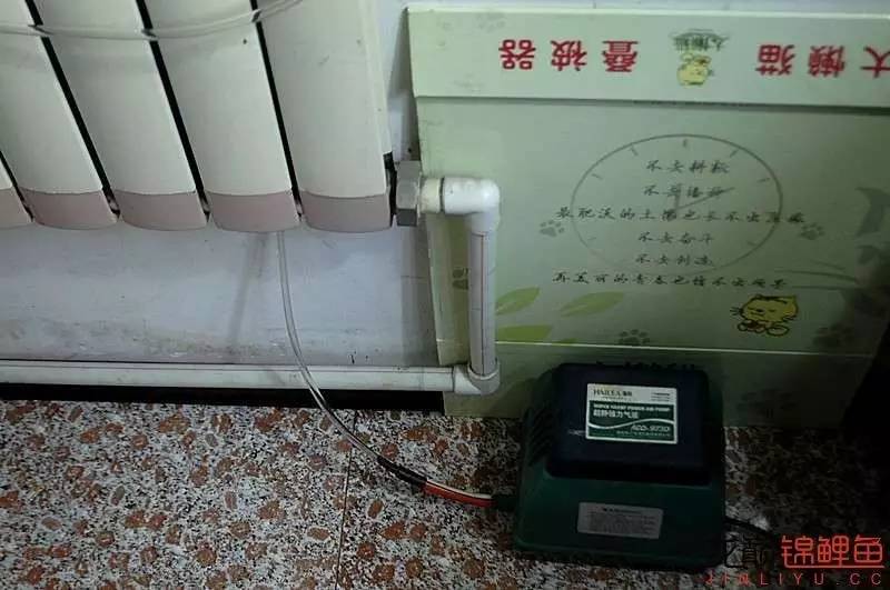 锦鲤春季养殖管理注意事项,锦鲤过冬的正确方法