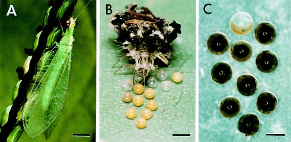 蛾子翅膀上的粉有毒吗,蛾子身上的灰有毒吗