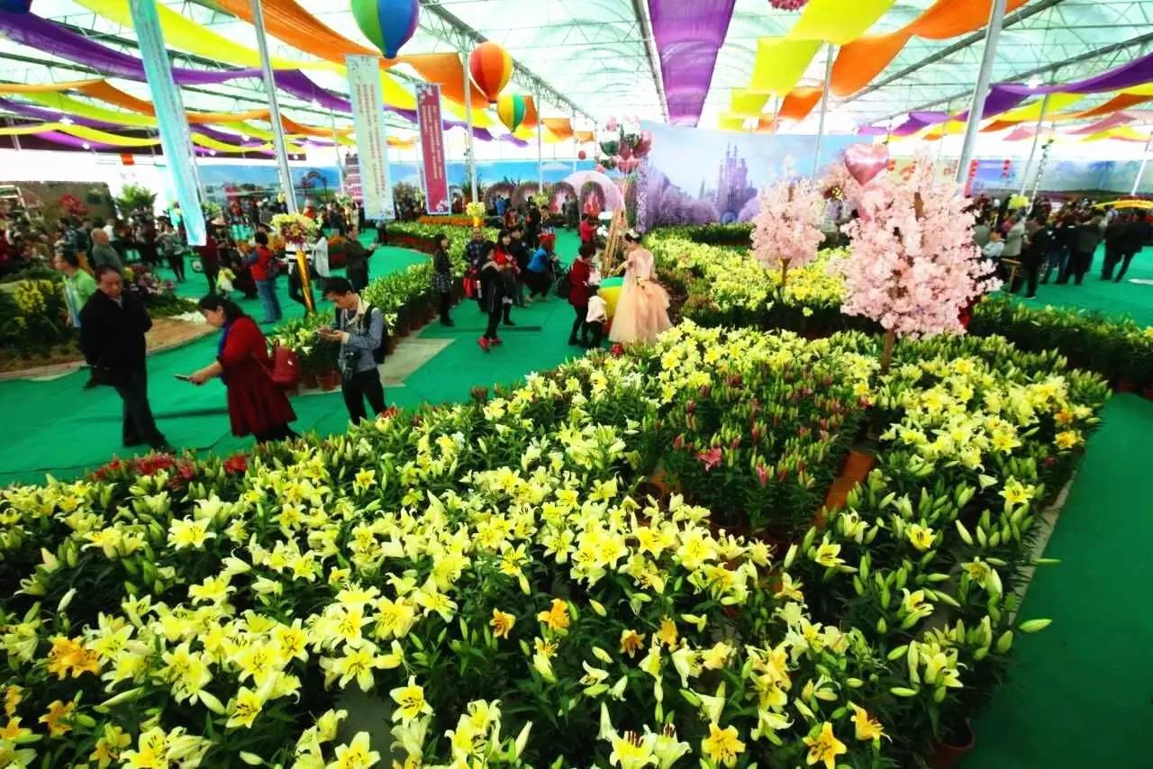 就在今日,百万鲜花盛放!南海这个“花花世界”等你来赏!
