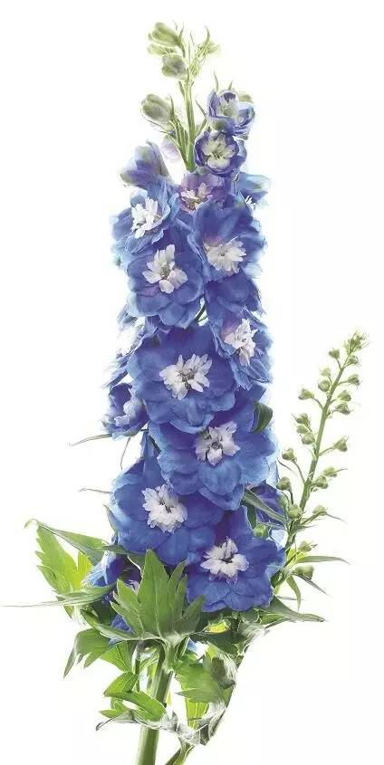 美得让人窒息的景色,美得让人窒息的紫藤花