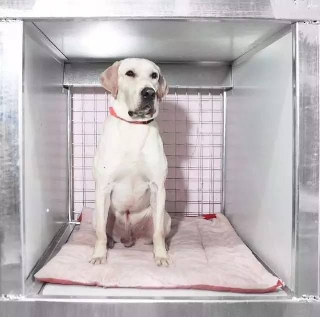 优狗宠物度假寄养房间,春节24小时宠物寄养机构价目表