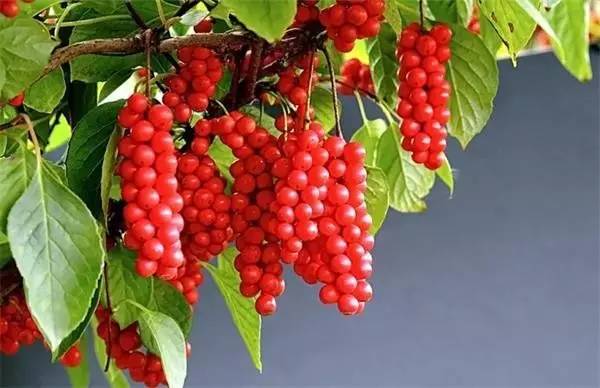 APGIV系统学习笔记分享（四）