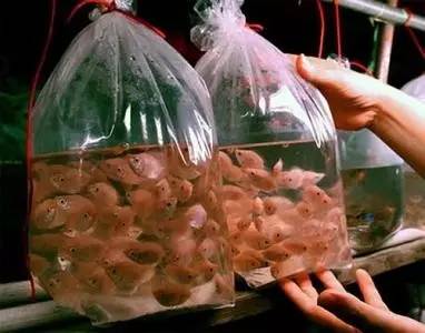 呕心整理！成都人年货采购地点最全攻略都在这！赶紧收藏！