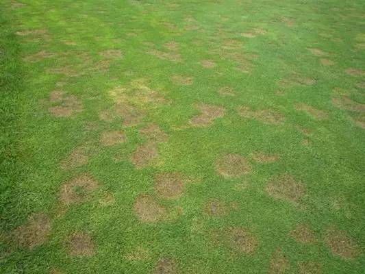 攻克白化病,攻克血友病