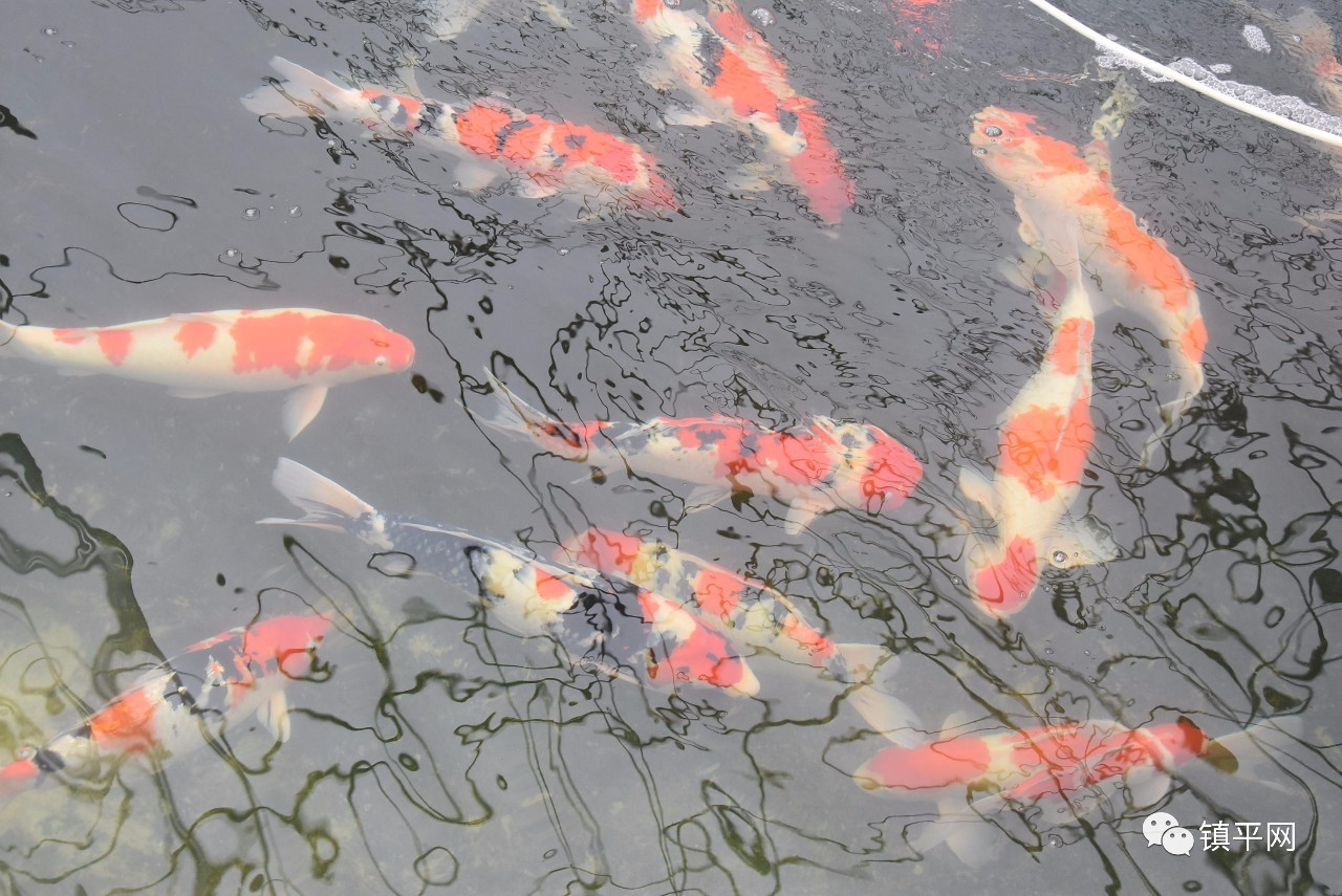 走进侯集，体会咱农民身边的些许变化