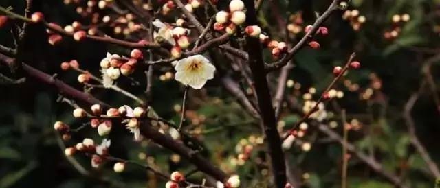 苏州春季梅花免费观赏胜地,苏州梅园赏梅花时间