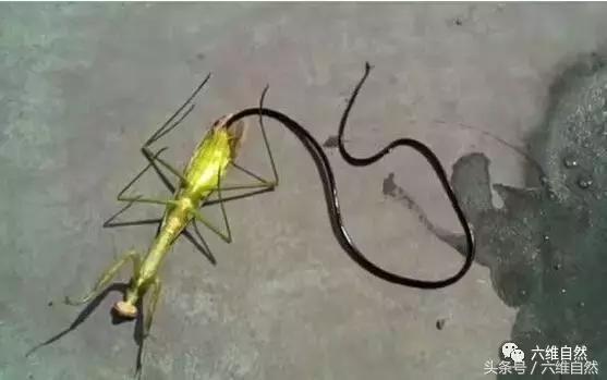 铁线虫有哪些秘密,铁线虫最怕的克星是蚯蚓