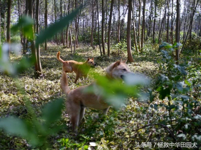 广西桂平川东猎犬,广西土猎犬猎野猪视频