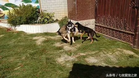 哈士奇在农村放养还是拴住,哈士奇不能养吗