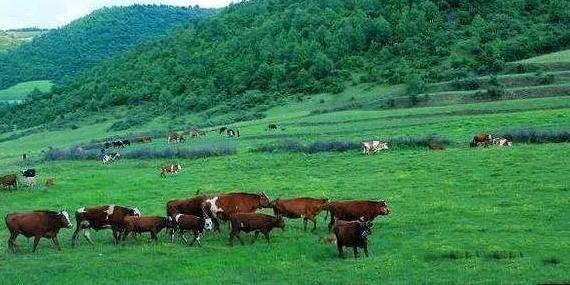 养殖创业正能量,养殖资本运作