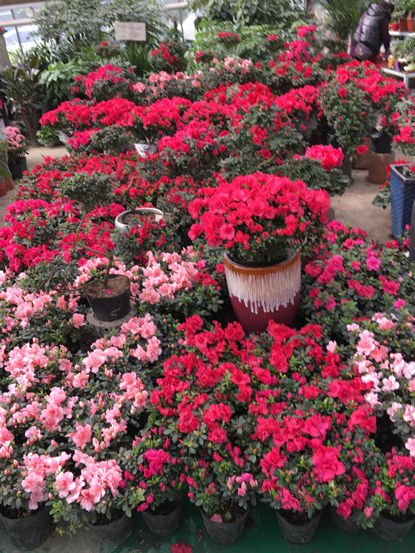 年宵花市探“鲜”记（一）之孤独的花大姐