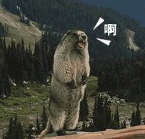 大家对新闻联播的评价,央视对山东卫视的评价