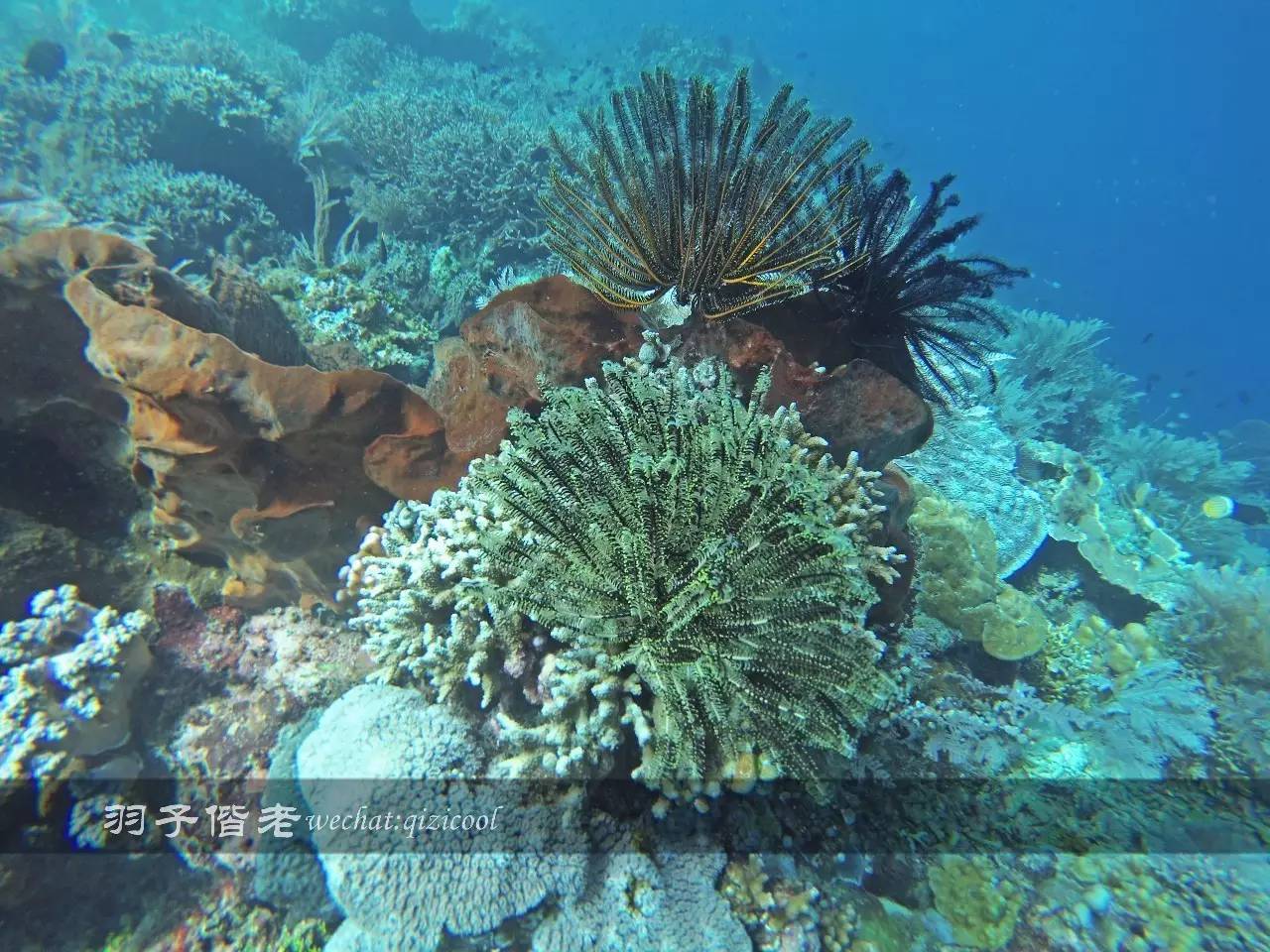 美娜多海岛一日游,印尼美娜多跟团游