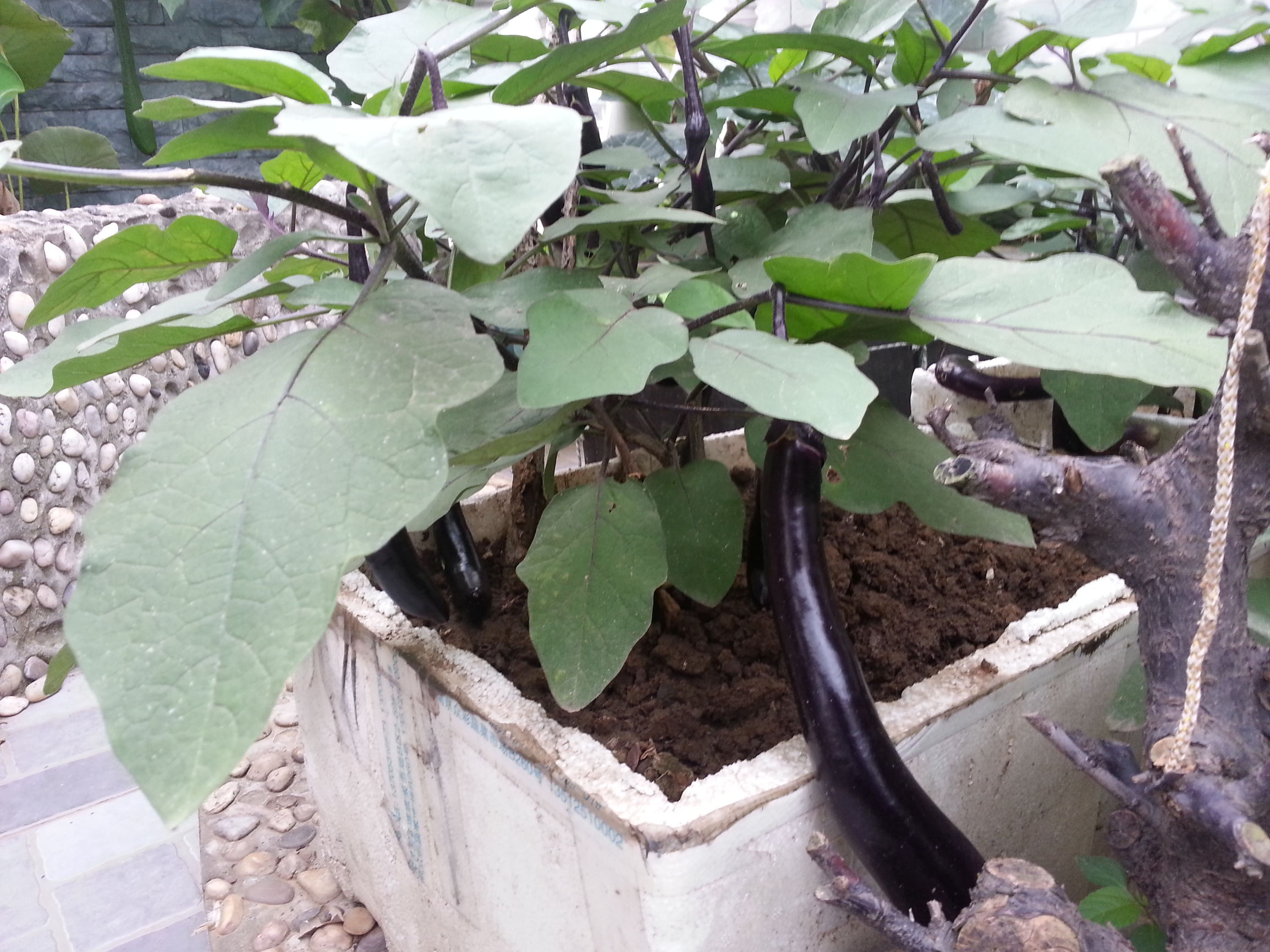 妹夫咳嗽竟被偏方治愈了,大伯咳嗽快速止咳偏方