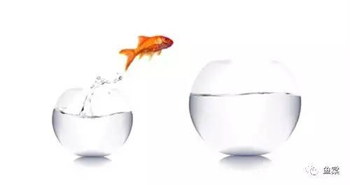 新手如何饲养龙鱼魟鱼,如何养好龙鱼跟魟鱼