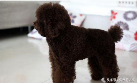 幼泰迪贵宾犬怎么养活的,泰迪贵宾犬适合新手养吗