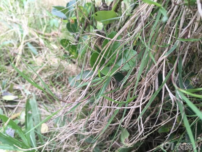 顽强的植物顽强的生命力,顽强的野草有哪些