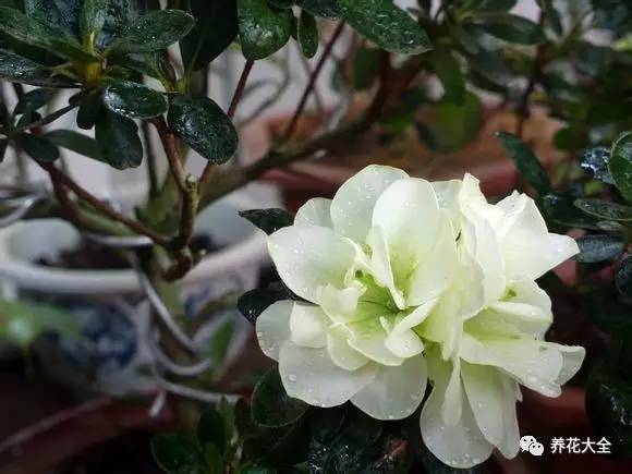 最美大杜鹃花图片,中国最美天然杜鹃花