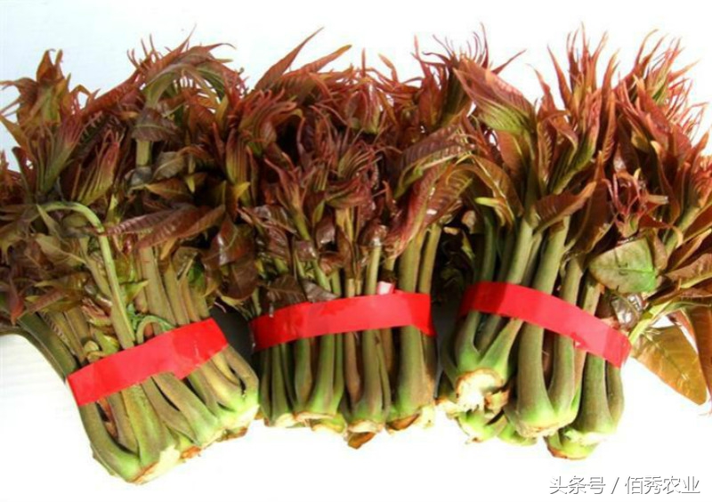 农村都有哪些野菜可抗癌,农村哪些野草可以治胃病