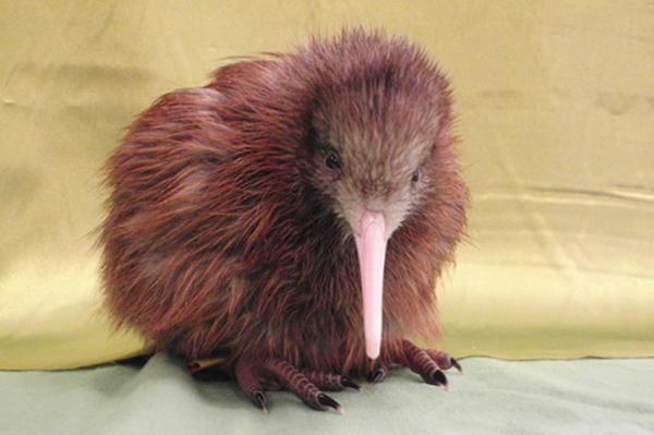 新西兰特色动物有哪些,新西兰奇异动物有哪些