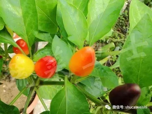 辣椒物语—让我们说说辣椒的味道!