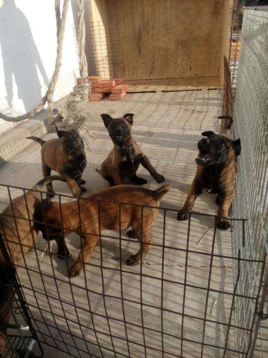 马犬幼犬怎么训练都训什么,马犬幼犬怎么训练才不乱咬人