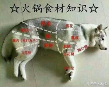 哈士奇无缘无故挨了一巴掌,哈士奇把钱撕碎