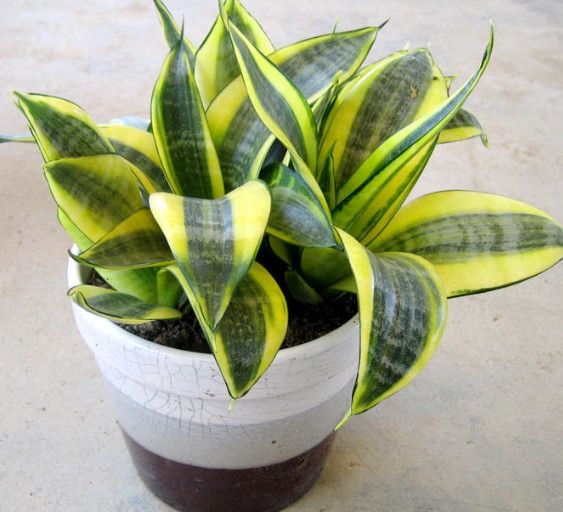 厨房适合养什么盆栽植物,家居养花3种植物好养好看又实用