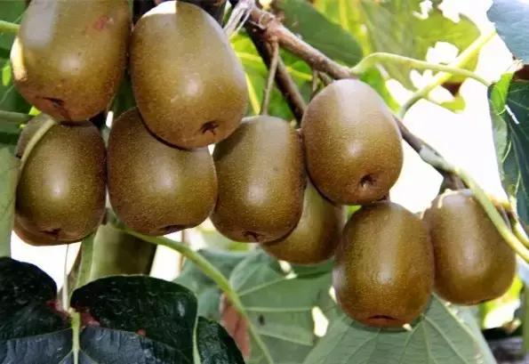 福建汀州土特产,福建零食特产有哪些