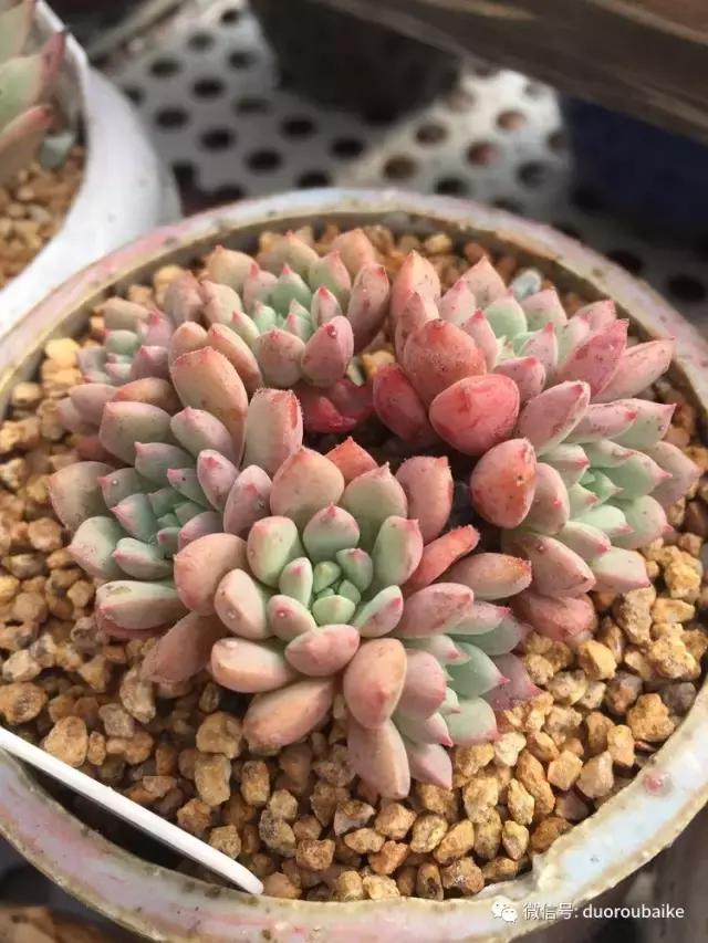 没有暖气的包邮区,肉肉照样美美的!