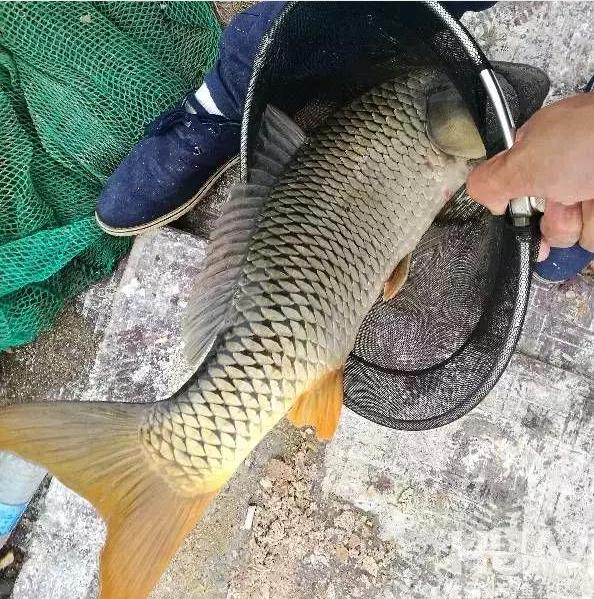 大鲫大鲤龙纹鲤,老版本龙纹鲤旗舰一代