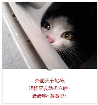 老鼠访谈录：你凭什么往发动机仓存花生？