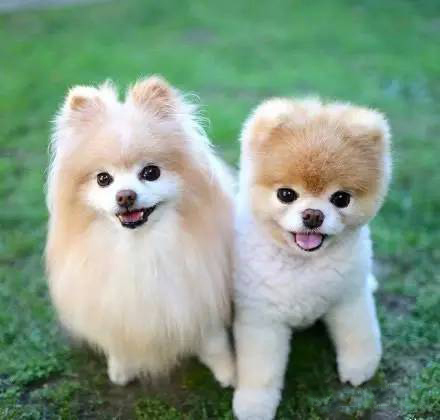 十大狗粮排行榜推荐,十大最好狗粮排行榜