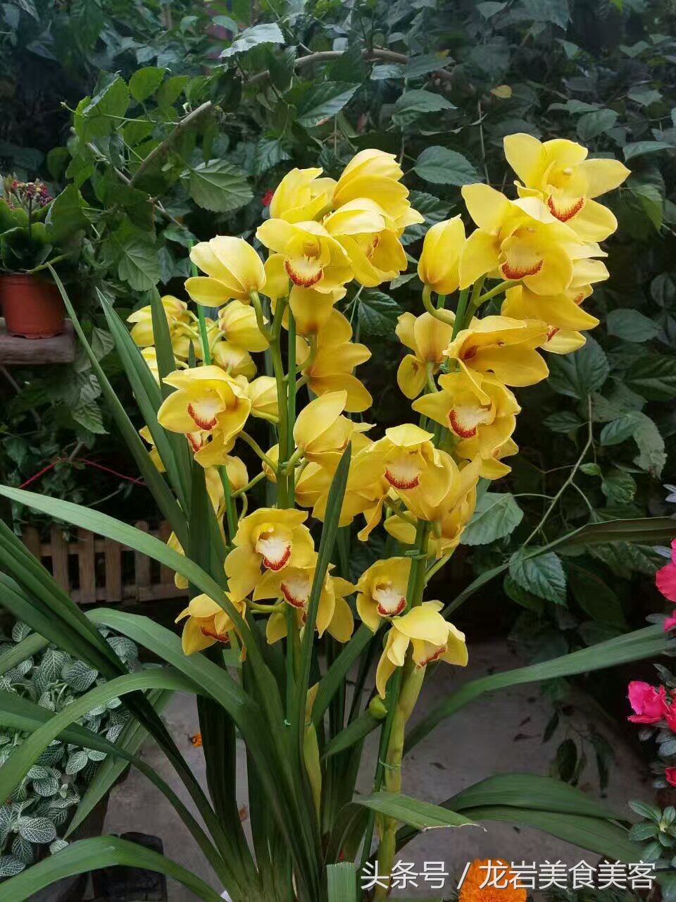 园林式客家大院,兴宁市客家院子