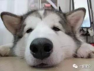 宠粮的基本知识,养宠小知识幼犬掉毛是什么原因